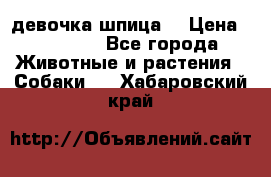 девочка шпица  › Цена ­ 40 000 - Все города Животные и растения » Собаки   . Хабаровский край